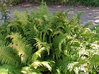 Fougere - Dryopteris Affinis subsp Borreri (fam Dryopteridacees) (Europe, Asie) (1) (Photo F. Mrugala)